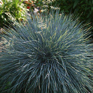 Blue Fescue Grass - Festuca Ovina Glauca  - Exotic Ornamental Grass - 20 Seeds