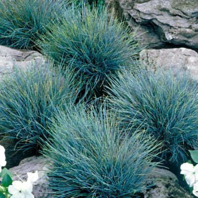 Blue Fescue Grass - Festuca Ovina Glauca  - Exotic Ornamental Grass - 20 Seeds