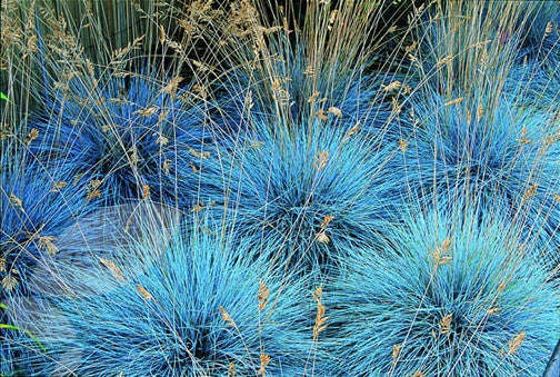 Blue Fescue Grass - Festuca Ovina Glauca  - Exotic Ornamental Grass - 20 Seeds