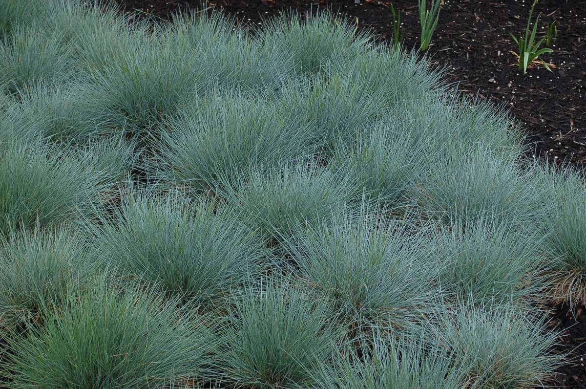 Blue Fescue Grass - Festuca Ovina Glauca  - Exotic Ornamental Grass - 20 Seeds