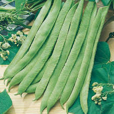 Sweet White Emergo Runner Beans - Phaseolus Vulgaris - 10 Seeds