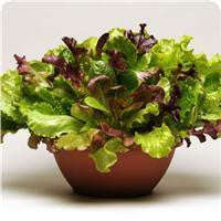 Summer Picnic Salad Mix - Vegetable - 5 Seed Pellets - Simply Salad - Multi Seed Pellets - The Pa...