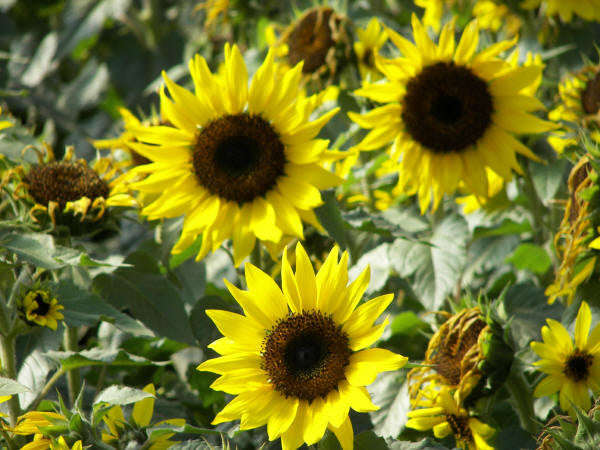 Choco Sun Dwarf Sunflower - Helianthus - Annual - 5 Seeds