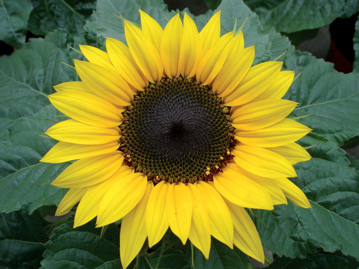 Choco Sun Dwarf Sunflower - Helianthus - Annual - 5 Seeds