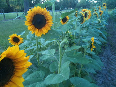 Tall Sunflower ProCut Hybrid - Helianthus - Annual - 10 Seeds
