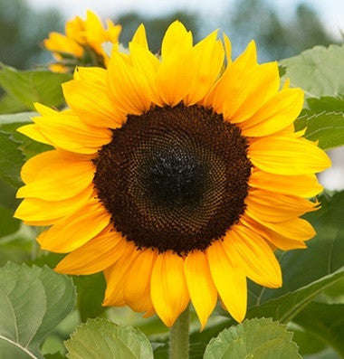 Tall Sunflower ProCut Hybrid - Helianthus - Annual - 10 Seeds