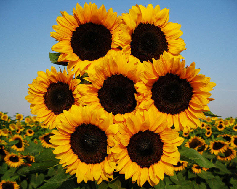 Tall Sunflower ProCut Hybrid - Helianthus - Annual - 10 Seeds