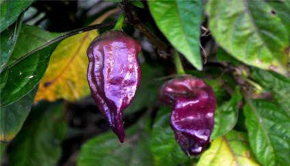 Purple Bhut Jolokia - Ghost Pepper - Chilli Pepper - Capsicum Chinense - Extremely Hot - 5 Seeds
