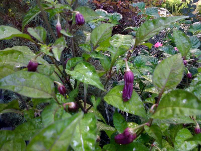Purple Bhut Jolokia - Ghost Pepper - Chilli Pepper - Capsicum Chinense - Extremely Hot - 5 Seeds