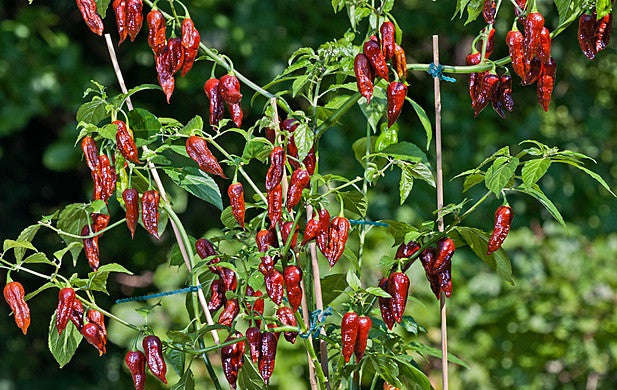 Chocolate Bhut Jolokia - Ghost Pepper - Chilli Pepper - Capsicum Chinense - Extremely Hot - 5 Seeds