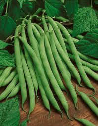 Langstrath Stringless Beans - Heirloom - Phaseolus Vulgaris - 10 Seeds