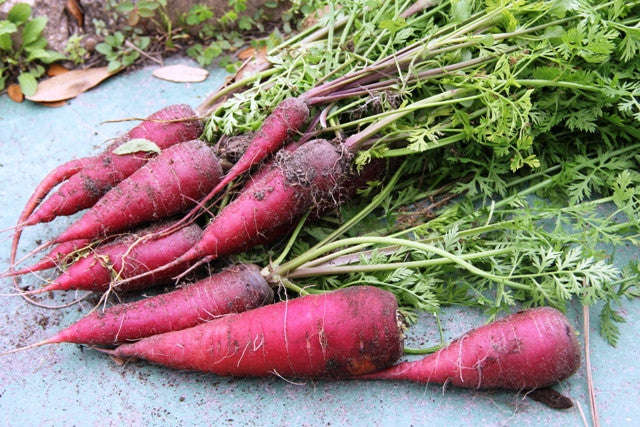 Cosmic Purple Carrot - Daucus Carrota - Heirloom Vegetable - 50 Seeds