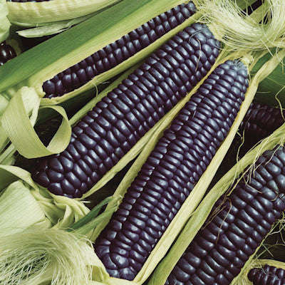 Hopi Blue Sweetcorn - Heirloom Vegetable - 10 Seeds