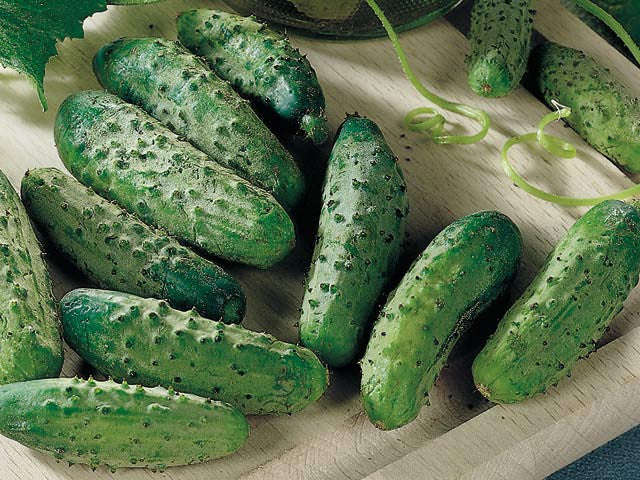 National Pickling Cucumber - Cucumis Sativus - 20 Seeds