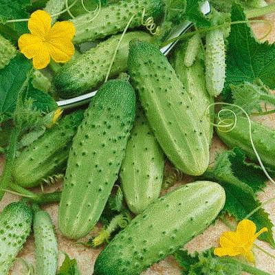 Carolina Pickling Cucumber - Vegetable - 20 Seeds