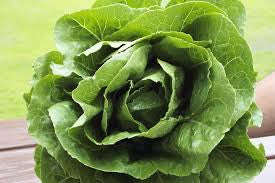 Parris Island Romaine Cos Lettuce - Heirloom Vegetable - Lactuca Sativa - 500 Seeds