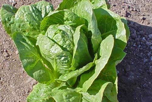 Parris Island Romaine Cos Lettuce - Heirloom Vegetable - Lactuca Sativa - 500 Seeds
