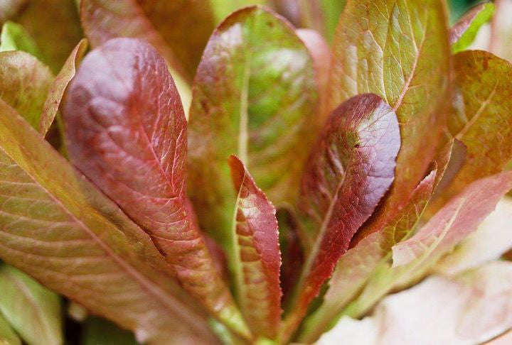 Rouge d' Hiver Oakleaf Lettuce - Lactuca sativa - French Heirloom Vegetable - 200 Seeds