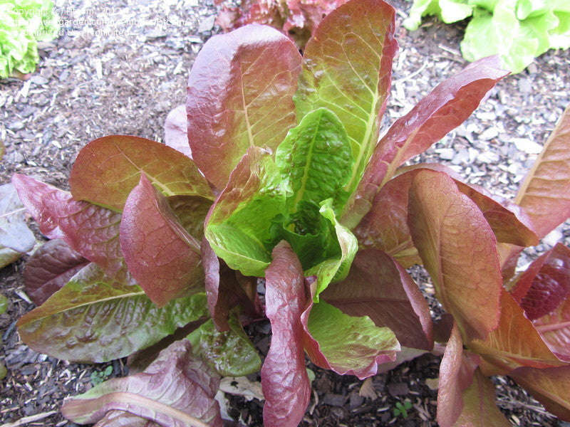 Rouge d' Hiver Oakleaf Lettuce - Lactuca sativa - French Heirloom Vegetable - 200 Seeds