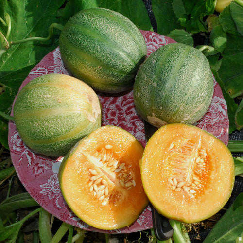 Minnesota Midget Melon -  Heirloom Fruit - Cucumis Melo - 20 Seeds