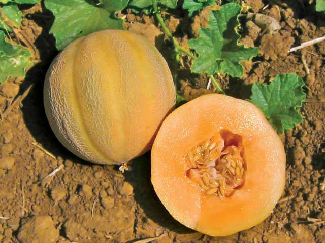 Minnesota Midget Melon -  Heirloom Fruit - Cucumis Melo - 20 Seeds