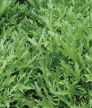 Endive - Catalogna Emerald - Cichorium endivia - Heirloom Vegetable - 100 Seeds