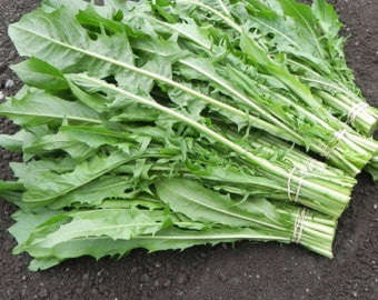 Endive - Catalogna Emerald - Cichorium endivia - Heirloom Vegetable - 100 Seeds