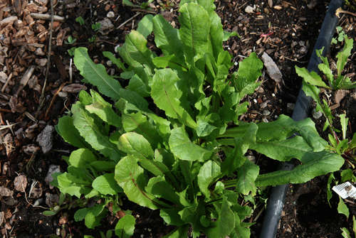 Endive - Catalogna Garnet Stem - Cichorium endivia - Heirloom Vegetable - 100 Seeds