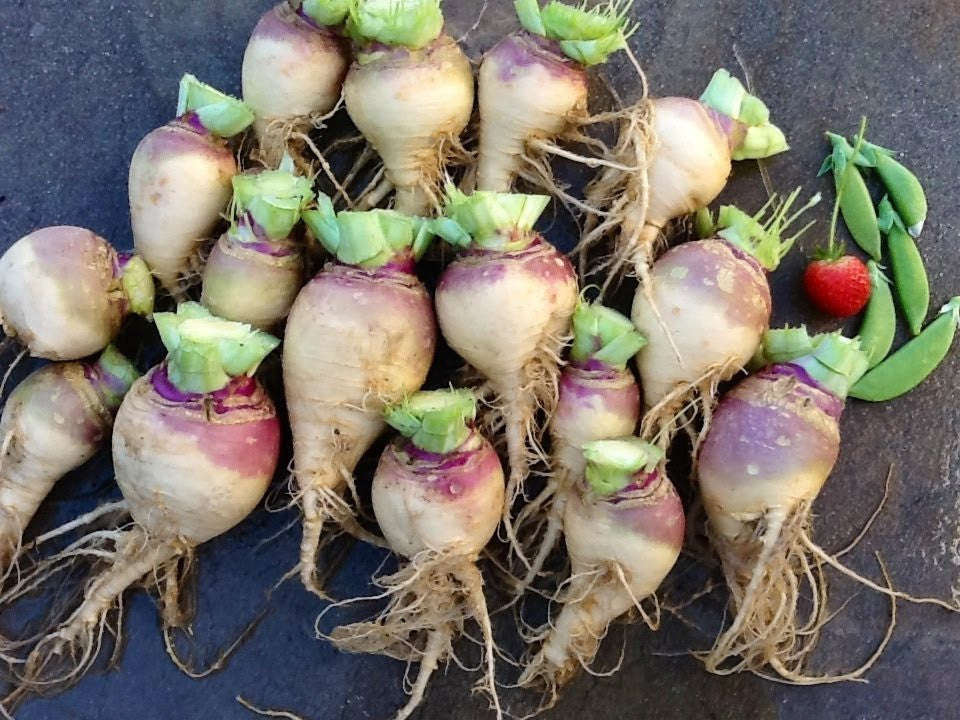 Rutabaga Laurentian - Swede - Brassica napus var. napobrassica - Heirloom Vegetable - 50 Seeds