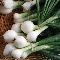 White Sweet Spanish Onion - Heirloom - Allium Cepa - Vegetable - 100 Seeds
