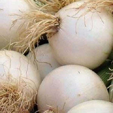 White Sweet Spanish Onion - Heirloom - Allium Cepa - Vegetable - 100 Seeds