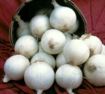 White Sweet Spanish Onion - Heirloom - Allium Cepa - Vegetable - 100 Seeds
