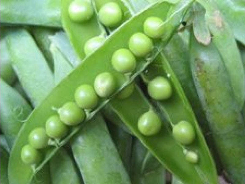 Green Arrow Heirloom Peas - Pisum Sativum - Vegetable - 10 Seeds