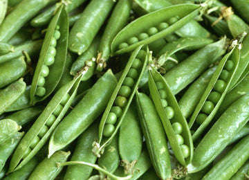 Green Arrow Heirloom Peas - Pisum Sativum - Vegetable - 10 Seeds