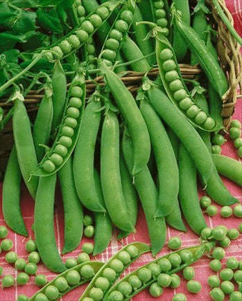 Lincoln Heirloom Peas - Pisum Sativum - Vegetable - 10 Seeds