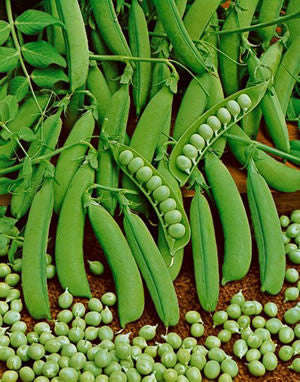 Little Marvel Heirloom Peas - Pisum Sativum - Vegetable - 5 Seeds