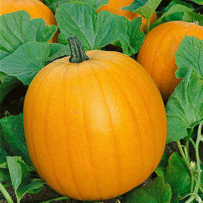 Jack O Lantern Pumpkin - Heirloom Vegetable - 10 Seeds