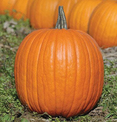 Jack O Lantern Pumpkin - Heirloom Vegetable - 10 Seeds
