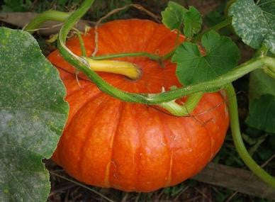 Jack O Lantern Pumpkin - Heirloom Vegetable - 10 Seeds