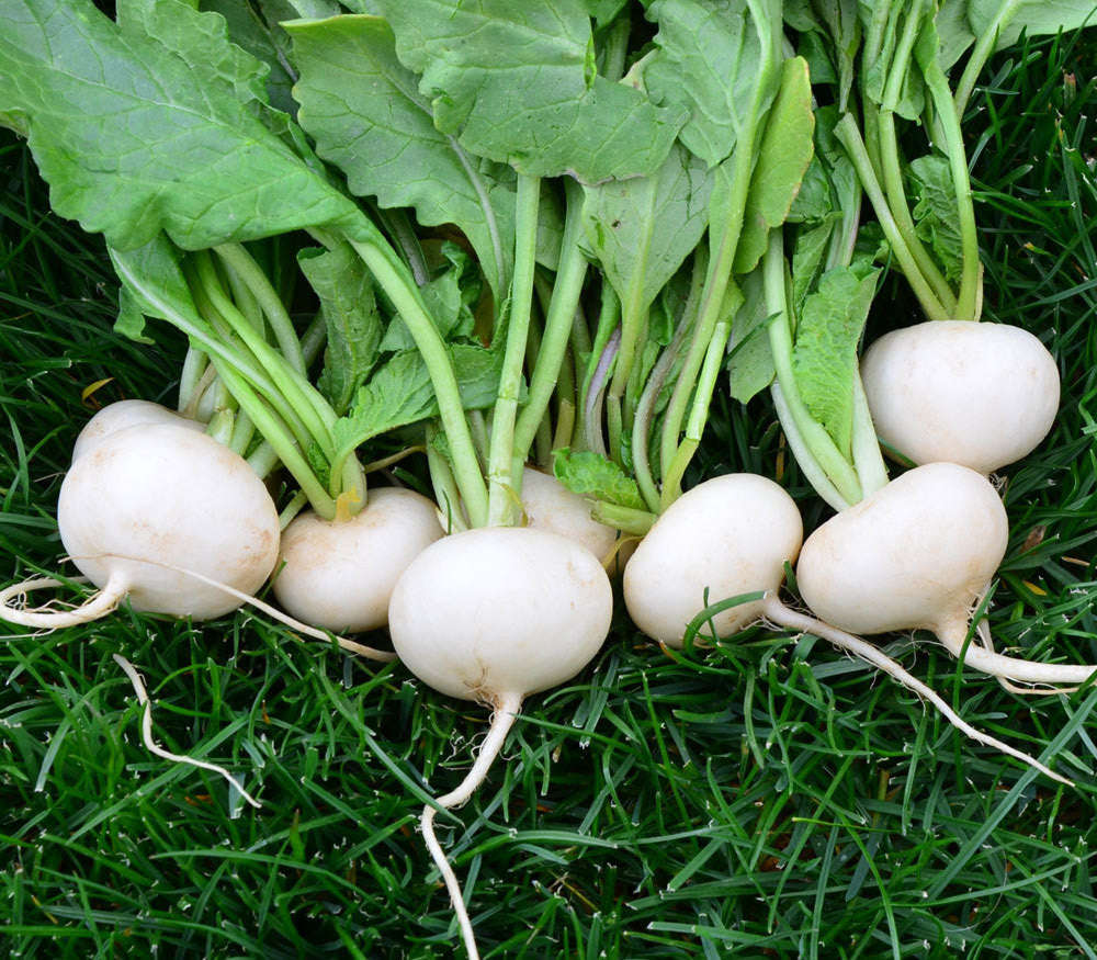 Hailstone Radish - Raphanus sativus - Heirloom Vegetable - 100 Seeds