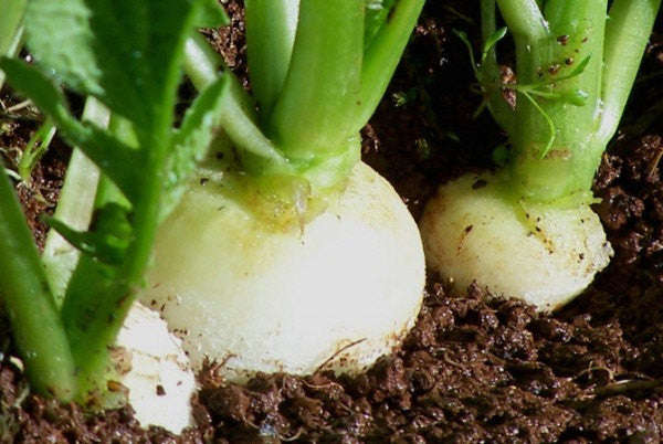 Hailstone Radish - Raphanus sativus - Heirloom Vegetable - 100 Seeds