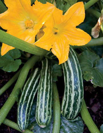 Cocozelle Squash - Italian Heirloom Squash /Zucchini Vegetable - 20 Seeds