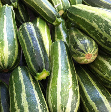 Cocozelle Squash - Italian Heirloom Squash /Zucchini Vegetable - 20 Seeds