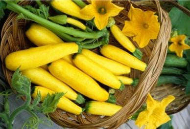 Prolific Straightneck Squash - Heirloom Squash /Zucchini Vegetable - 10 Seeds