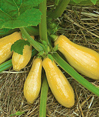 Prolific Straightneck Squash - Heirloom Squash /Zucchini Vegetable - 10 Seeds