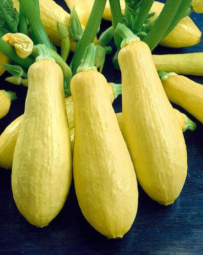 Prolific Straightneck Squash - Heirloom Squash /Zucchini Vegetable - 10 Seeds