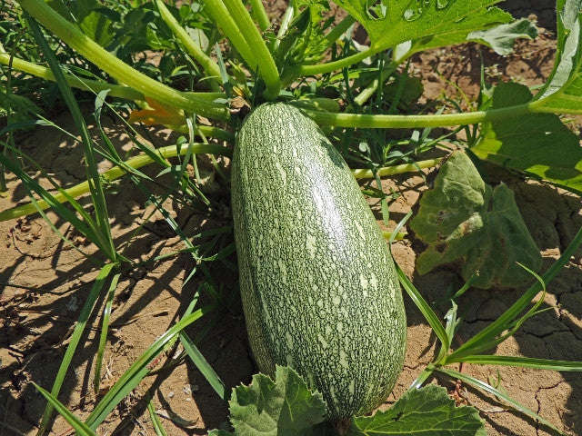 Gray Zucchini - Heirloom Squash /Zucchini Vegetable - 10 Seeds