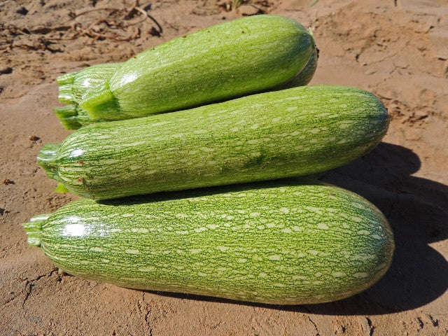 Gray Zucchini - Heirloom Squash /Zucchini Vegetable - 10 Seeds