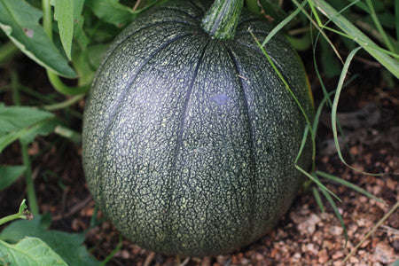 Tatume Squash - Mexican Heirloom Squash Vegetable - 10 Seeds