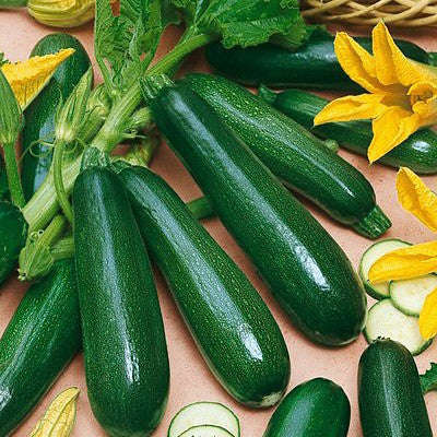 Black Beauty Zucchini Squash - Heirloom Squash / Zucchini Vegetable - 10 Seeds